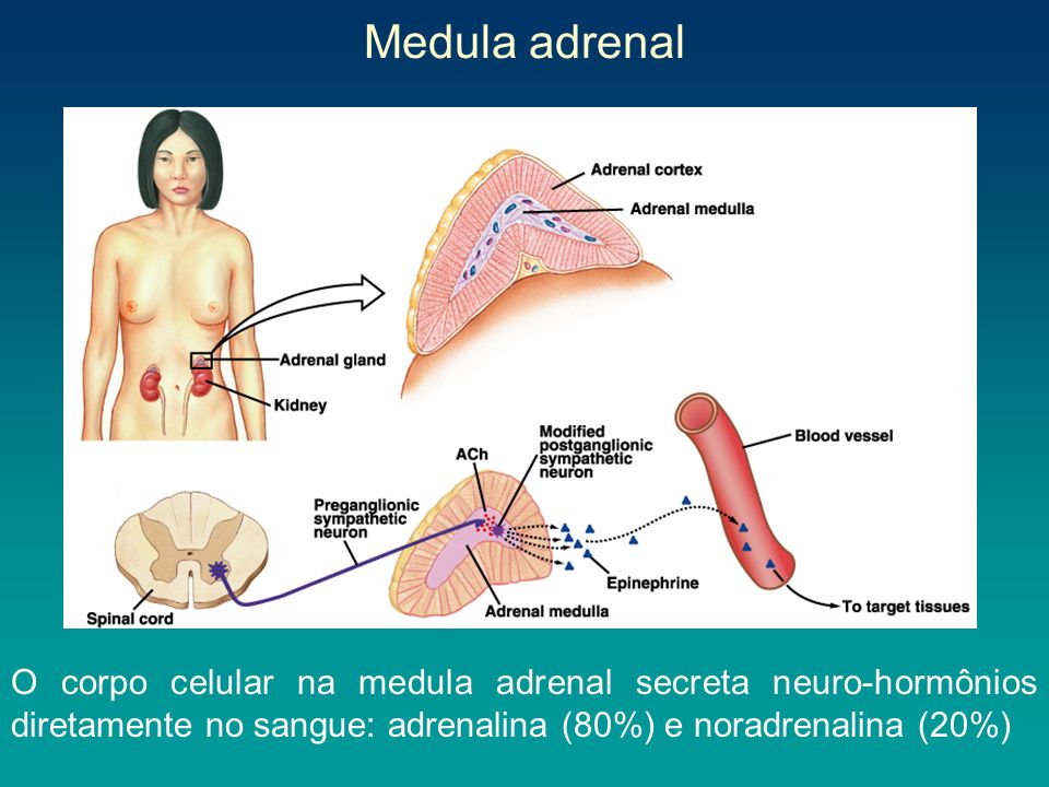 Medula adrenal 24/03/2017.