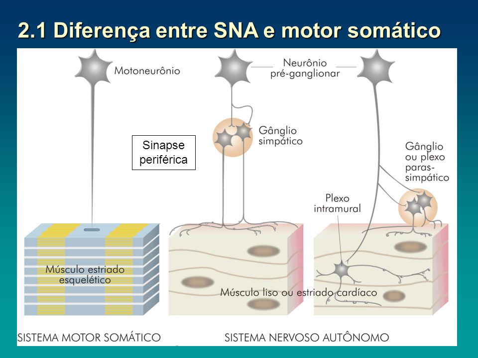 2.1 Diferença entre SNA e motor somático