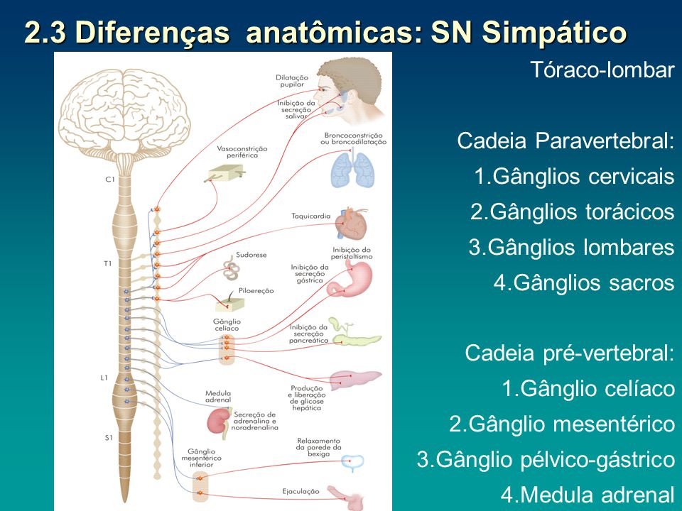 2.3 Diferenças anatômicas: SN Simpático