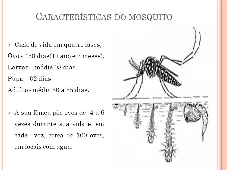 Características do mosquito