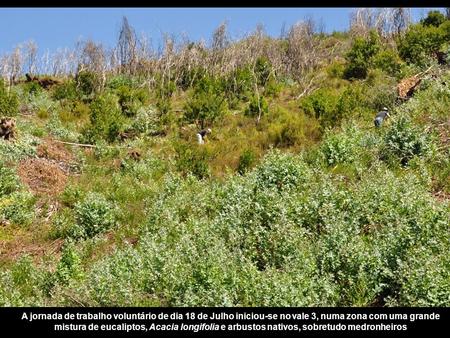 A jornada de trabalho voluntário de dia 18 de Julho iniciou-se no vale 3, numa zona com uma grande mistura de eucaliptos, Acacia longifolia e arbustos.
