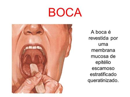 BOCA A boca é revestida por uma membrana mucosa de epitélio escamoso estratificado queratinizado.