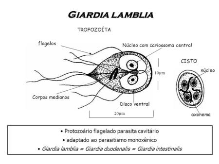 Giardia lamblia Protozoário flagelado parasita cavitário