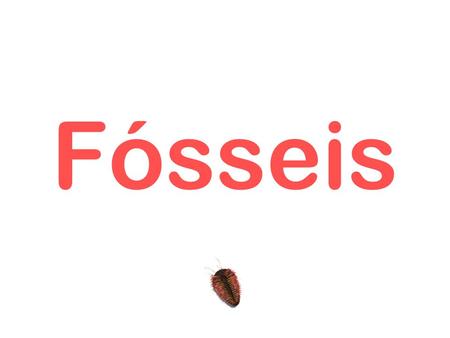 Fósseis.