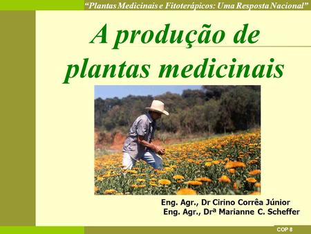 A produção de plantas medicinais