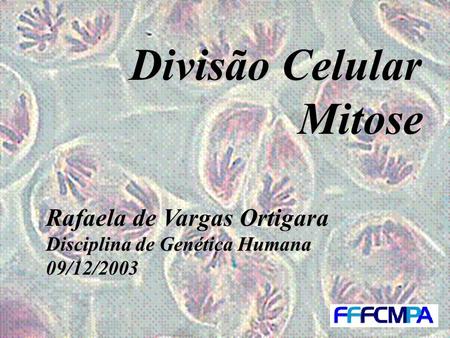 Divisão Celular Mitose Rafaela de Vargas Ortigara