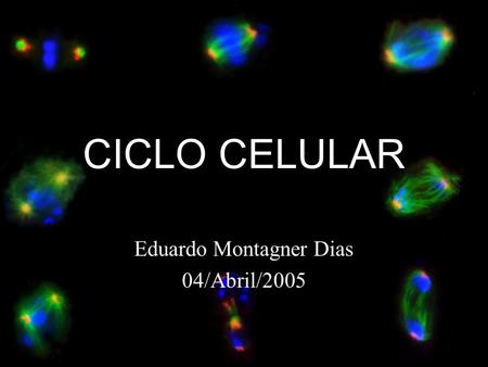 Eduardo Montagner Dias 04/Abril/2005