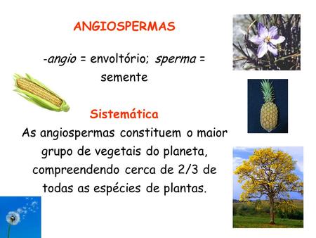 -angio = envoltório; sperma = semente