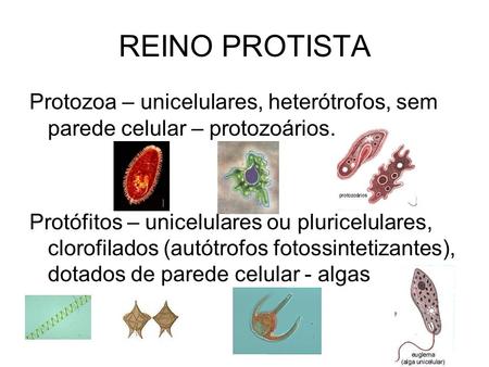 REINO PROTISTA Protozoa – unicelulares, heterótrofos, sem parede celular – protozoários. Protófitos – unicelulares ou pluricelulares, clorofilados (autótrofos.