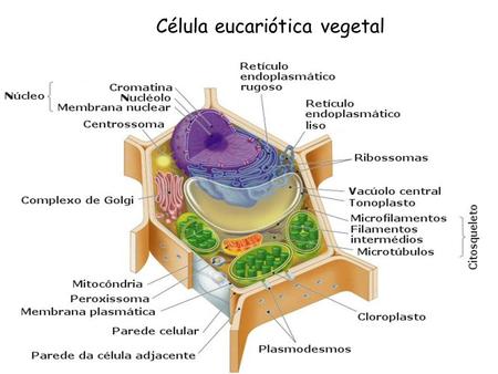 Célula eucariótica vegetal