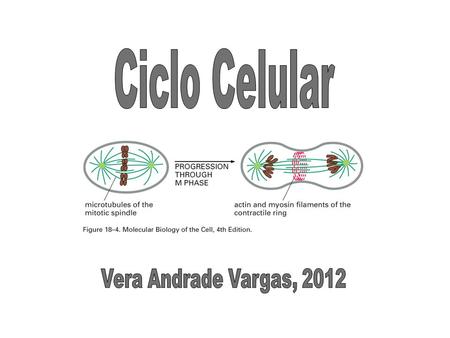 Ciclo Celular Vera Andrade Vargas, 2012.