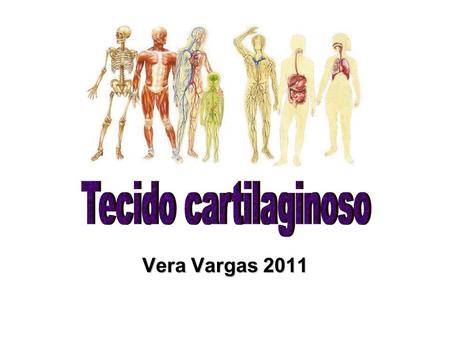 Tecido cartilaginoso Vera Vargas 2011.