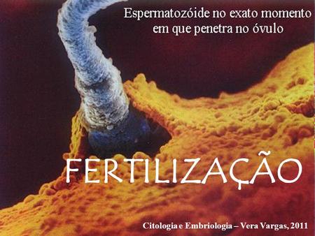 FERTILIZAÇÃO Citologia e Embriologia – Vera Vargas, 2011.