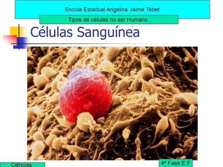 Células Sanguínea Escola Estadual Angelina Jaime Tebet