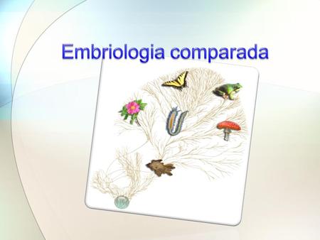 Embriologia comparada