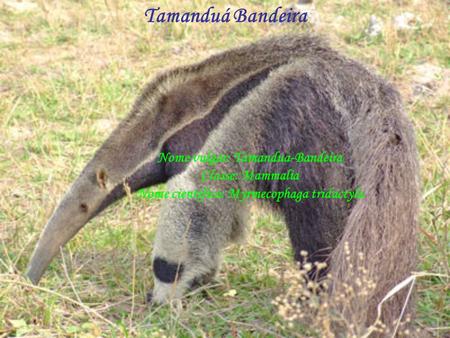 Tamanduá Bandeira Nome vulgar: Tamandua-Bandeira Classe: Mammalia Nome cientifico: Myrmecophaga tridactyla.