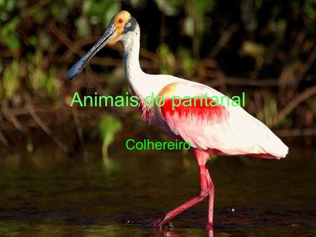 Animais do pantanal Colhereiro.