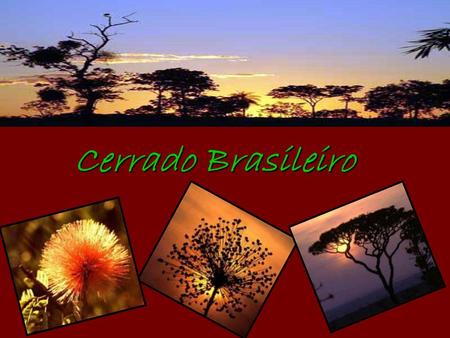Cerrado Brasileiro.