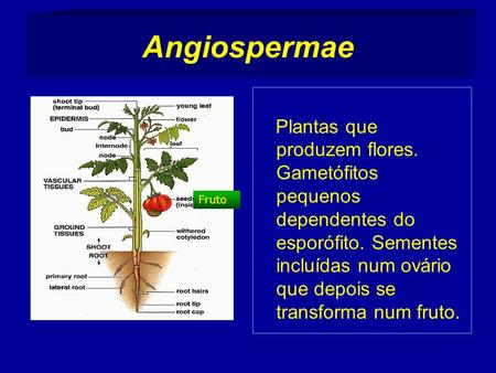 Angiospermae Plantas que produzem flores. Gametófitos pequenos dependentes do esporófito. Sementes incluídas num ovário que depois se transforma num fruto.