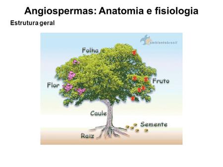 Angiospermas: Anatomia e fisiologia