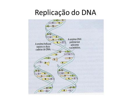 Replicação do DNA.