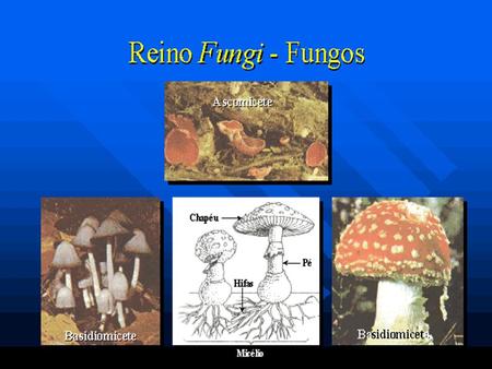 Os fungos, também conhecidos como bolores, são organismos :