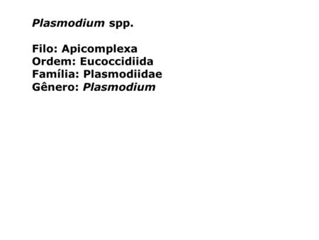 Plasmodium spp. Filo: Apicomplexa Ordem: Eucoccidiida