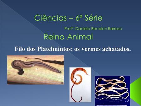 Ciências – 6ª Série Profª. Daniela Benaion Barroso Reino Animal