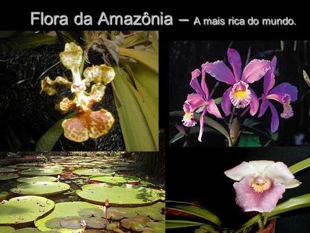 Flora da Amazônia – A mais rica do mundo.
