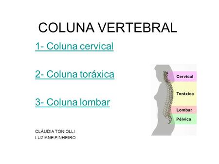 COLUNA VERTEBRAL 1- Coluna cervical 2- Coluna toráxica