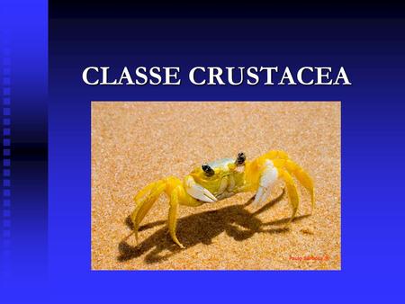 CLASSE CRUSTACEA.