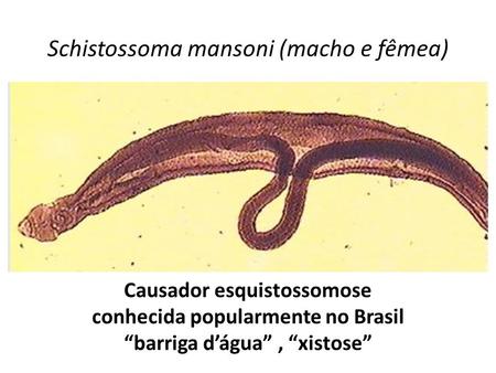 Schistossoma mansoni (macho e fêmea)