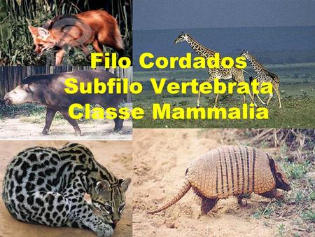 Filo Cordados Subfilo Vertebrata Classe Mammalia