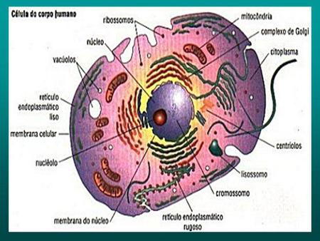 Célula do corpo humano.