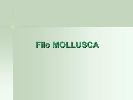 Filo MOLLUSCA.