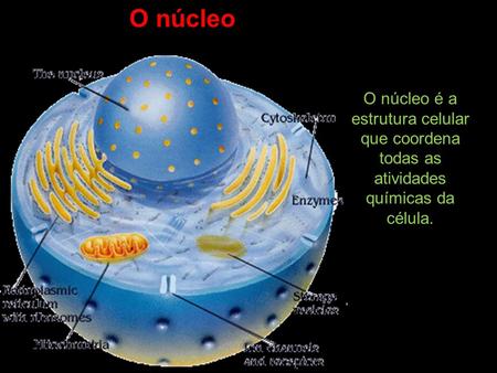 O núcleo O núcleo é a estrutura celular que coordena todas as atividades químicas da célula.