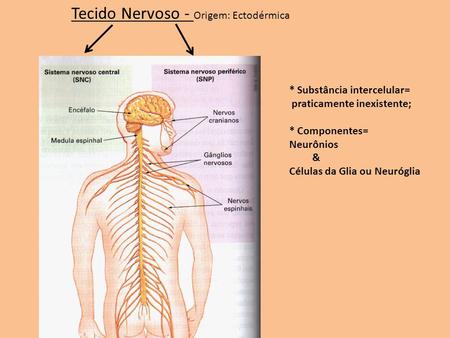 Tecido Nervoso - Origem: Ectodérmica