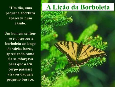 borboleta O tempo do casulo é o segredo da borboleta. Não revele o p