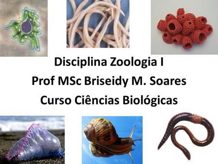 Disciplina Zoologia I Prof MSc Briseidy M