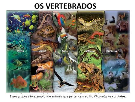 OS VERTEBRADOS Esses grupos são exemplos de animais que pertencem ao filo Chordata, os cordados.