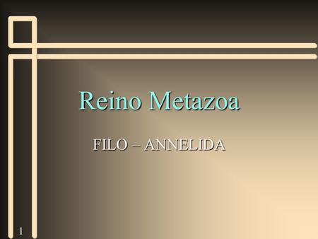 Reino Metazoa FILO – ANNELIDA.
