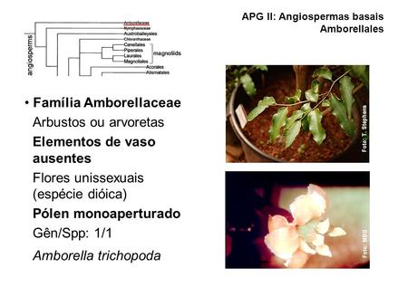 APG II: Angiospermas basais Amborellales