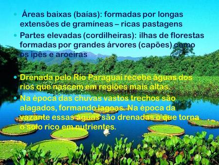 Áreas baixas (baías): formadas por longas extensões de gramíneas – ricas pastagens Partes elevadas (cordilheiras): ilhas de florestas formadas por grandes.