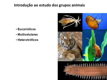 Introdução ao estudo dos grupos animais