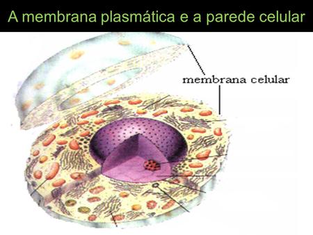 A membrana plasmática e a parede celular