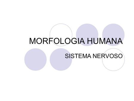 MORFOLOGIA HUMANA SISTEMA NERVOSO. Critério Anatômico Sistema Nervoso Central Central Sistema Nervoso Periférico Periférico Medula Espinal Encéfalo Nervos.