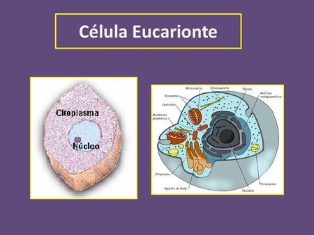 Célula Eucarionte.