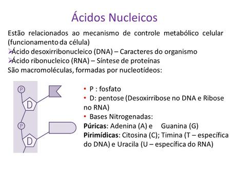 Ácidos Nucleicos Estão relacionados ao mecanismo de controle metabólico celular (funcionamento da célula) Ácido desoxirribonucleico (DNA) – Caracteres.