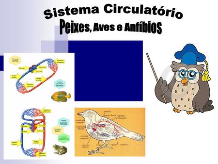 Sistema Circulatório Peixes, Aves e Anfíbios.