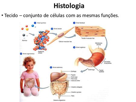 Histologia Tecido – conjunto de células com as mesmas funções.